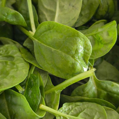 Espinaca