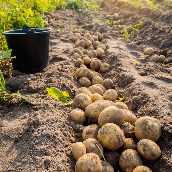 Patatas de Isla