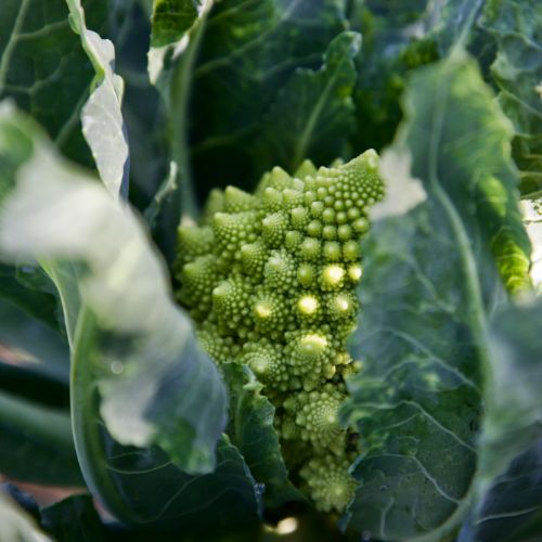 Romanesco